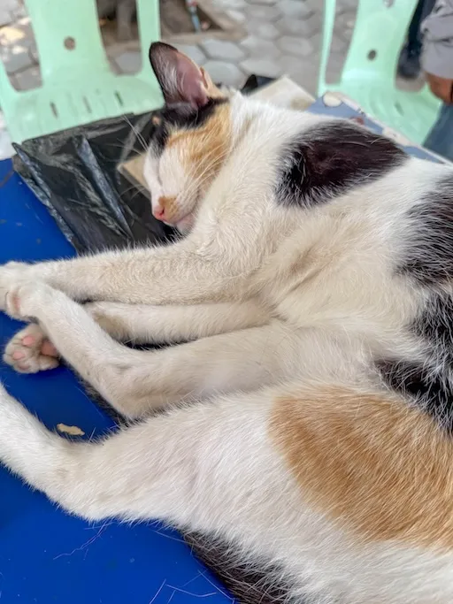 cat