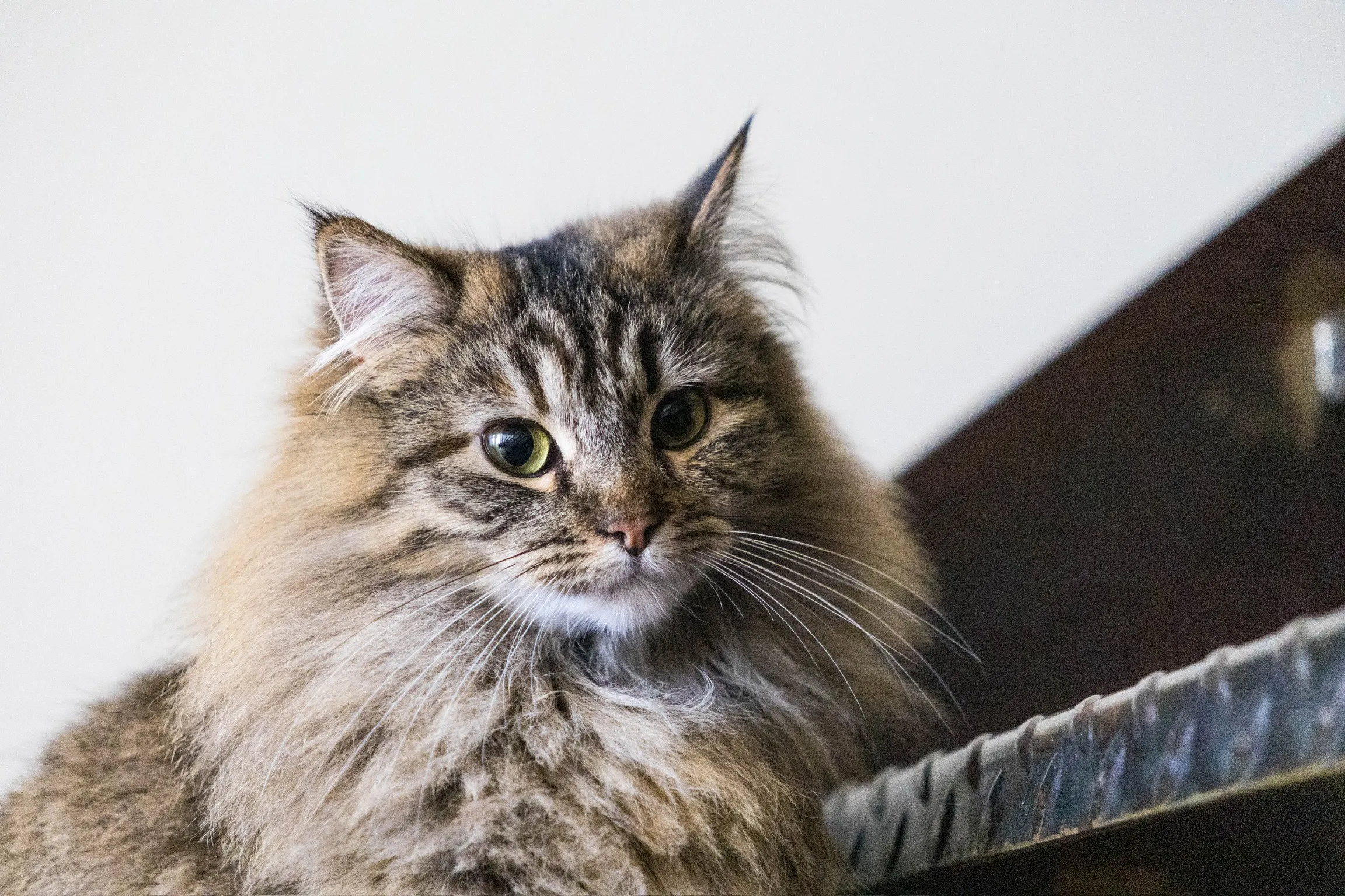 zuzu